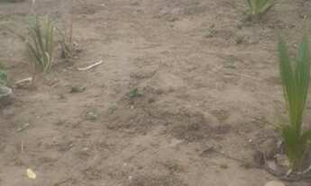 Imagem 2: Vendo área com 1.800m2 em São José aceito troca