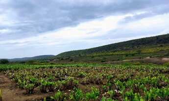 Imagem 6: Vendo / Permuto 50, 100 ou 200 hectares em São José da Mata/ Campina Grande
