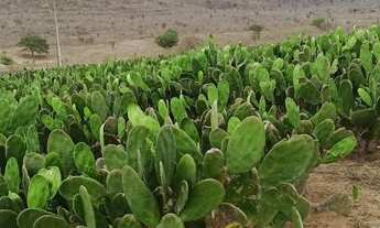 Imagem 4: Vendo / Permuto 50, 100 ou 200 hectares em São José da Mata/ Campina Grande