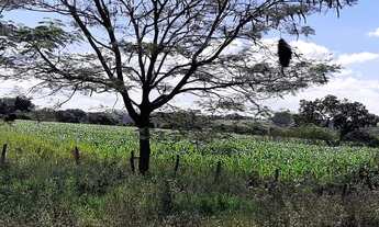 Imagem 6: Fazenda DF-310 194 Hectares !!! 10.670.000 !!!