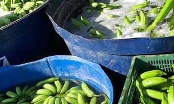 Imagem 7: Ótima Fazenda com 44 hectares na região de Touros