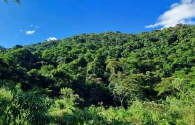 Imagem 5: Lindo Sitio com riacho cristalino 75 hectares pelo preço de um terreno de 300 m²