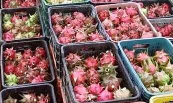 Imagem: Fazenda na pista Rodovia BR174, entre Km