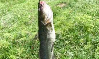 Imagem 3: Chácara com Bosque e Tanque de peixes 10000 m² por R$ 510.000 - Tabatinga - Tijucas do Sul