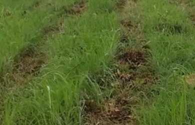 Imagem 2: Fazendinha Com Água de rio Em Abundância Próximo Jequitaí 249.998.00