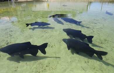 Imagem 3: Terreno Lagoa dos Tambaquis