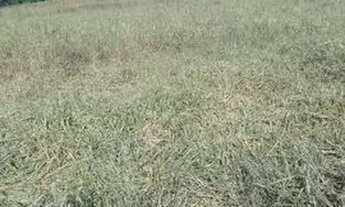 Imagem 5: Terra boa Chácara com venda por R$800.000