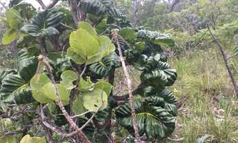 Imagem 3: Área chácara,24.000m2, escritura, cercada, cerrado, Morro dos Pireneus, km12, Pirenópolis