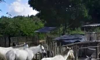 Imagem: Equinos baxeiro