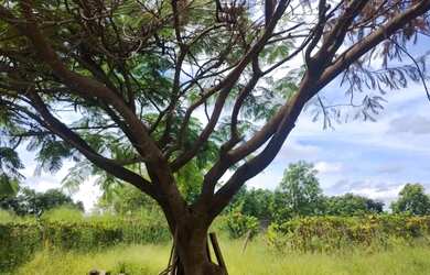 Imagem 4: Vendo linda casa na Ponte Alta