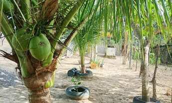 Imagem 4: Casa com árvores e fruteiras