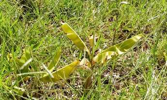 Imagem 6: Espaço E Localização!!!Sitio Saída Juramento!!!Permuta Por Imóvel Urbano!!!