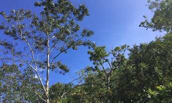 Imagem 5: Chácara, 20.000 m2, até 11 hectares, prox. Pousada Paraíso, córrego translúcido - Pirenópo