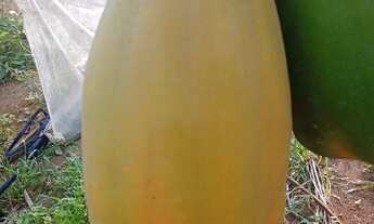 Imagem: Sítio na estrada de Manacapuru km62