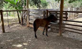 Imagem 7: Chácara bem pertinho, no DF região do parque Águas Correntes