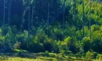 Imagem 7: Seu lote de 2000m² com lago por R$ 100 mil elegância acessível