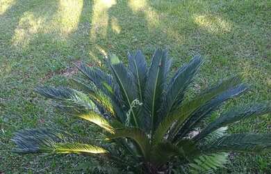 Imagem 6: Chácara br 277 são José dos Pinhais