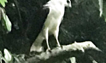 Imagem 2: Sítio na Montanha ????!!!