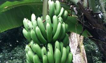 Imagem 7: Guapimirim - Excelente Sitio Fundos para o Rio