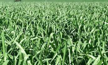 Imagem 3: Área para loteamento