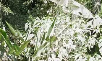 Imagem 6: Área à venda, 50000 m² por R$ 1.100.000,00 - Muriqui - Niterói/RJ