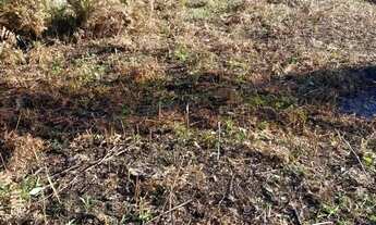 Imagem 5: Sítio em Estrada da Serra Grande - Serra Grande Italiana - Gramado/RS