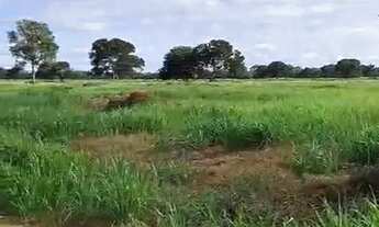 Imagem 6: FAZENDA À VENDA EM BARÃO DE MELGAÇO MT 2.100 HECTARES (PECUÁRIA