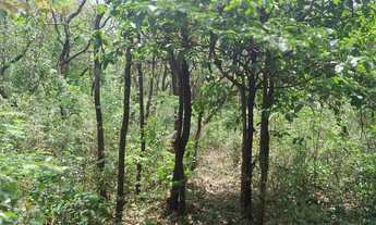 Imagem 6: Ótimo terreno 9000m2