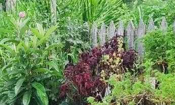 Imagem 4: LINDA CHÁCARA À VENDA 5.000 m² DE LAZER