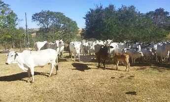 Imagem 3: Fazenda à venda em Centro - GO