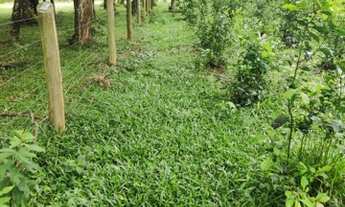 Imagem 6: Chácara em São Mateus do Sul, região olho D'Água