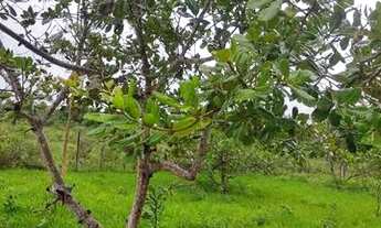 Imagem 9: Vende-se Fazenda Rio Grande / Perimetro: 3,162,32m