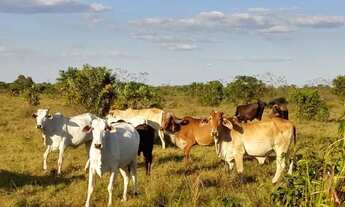 Imagem 5: . Uma fazenda 59 alqueires 42 km de Porto Nacional TO