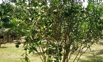 Imagem 7: Fazenda/Sítio/Chácara para venda tem 400000 metros quadrados em r - Presidente Figueiredo