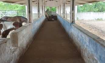 Imagem 4: Sítio Tamarino - Imovel Rural - 24ha - 240.000,00m Aluguel Natuba, Vitória de Santo Antão