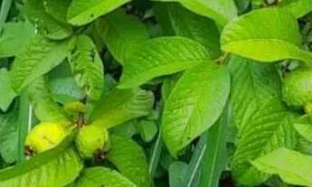 Imagem 2: Sitio 5,5 alqueires/35 minutos Major Prates..169.900.00