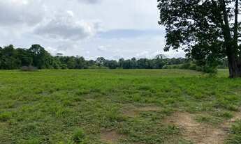 Imagem: Fazenda 200 hectares na AM 010 km 195 2.500.000