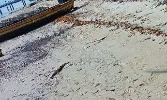 Imagem 6: LOTE / ILHA DE TIMBUCA-BA