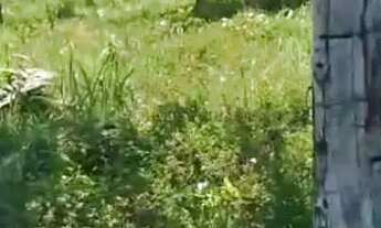 Imagem 7: Sitio com 40 hectares na região da forquilha do manso, 132 km da capital Cuiabá