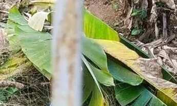 Imagem 2: Lote em Rua Sanhaço - Laranjeiras - Caieiras/SP