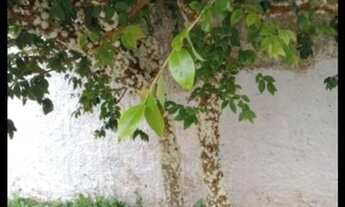 Imagem 2: Casa para venda tem 500 metros quadrados com 4 quartos em Mogi Moderno - Mogi das Cruzes