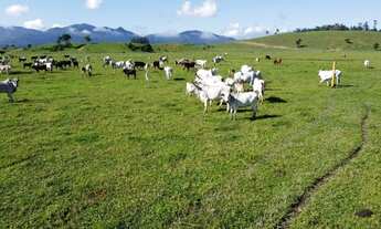 Imagem 5: FAZENDA - 43 HECTARES - 5 km da BR