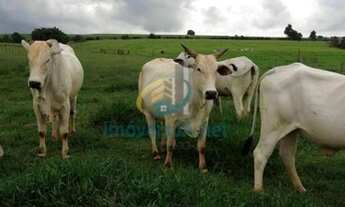 Imagem 4: FAZENDA EM TATUÍ - EXCELENTE TERRA E LOCALIZAÇÃO - 242.000,00m²