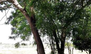 Imagem 3: Terreno em Paulicéia acesso ao rio