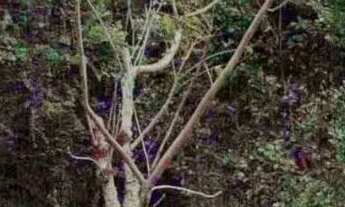 Imagem 5: Área de terra em Gramado