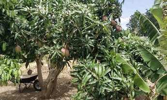 Imagem 2: Chácara em Rosário do Ivaí