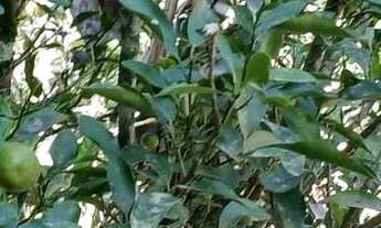 Imagem 7: Linda chacara com ribeirao casa pitoresca apenas 123 mil.reais