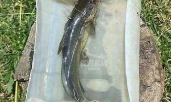 Imagem 6: Chácara com Bosque e Tanque de peixes 10000 m² por R$ 510.000 - Tabatinga - Tijucas do Sul