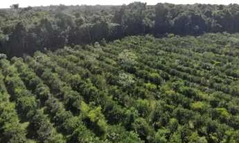 Imagem 2: Fazenda 2.500 x 2.600 na AM 010 km 164 9.000.002,00