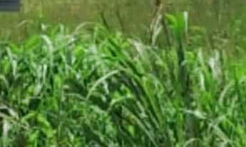 Imagem: Vende- se chácaras a vista ou parcelada